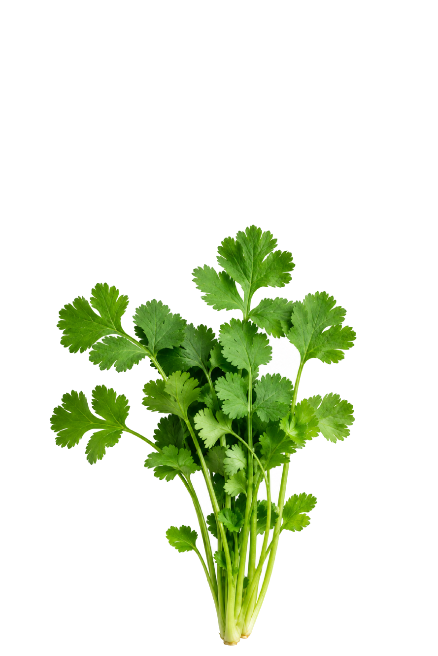 CILANTRO