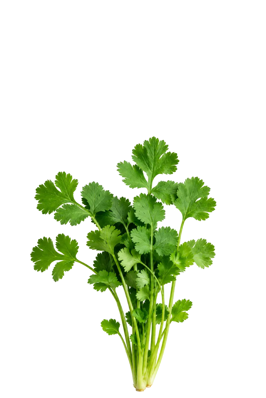 CILANTRO