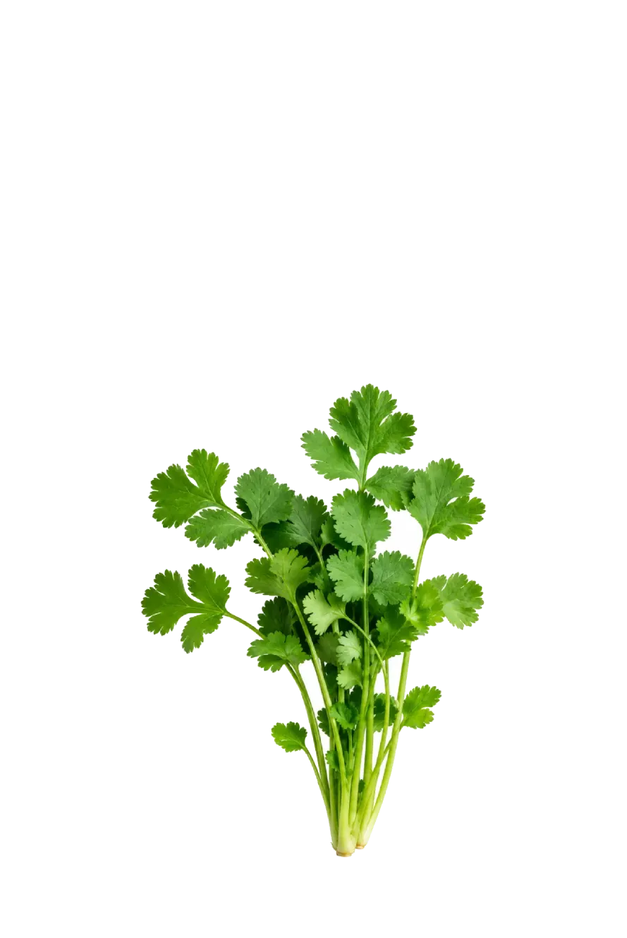 CILANTRO