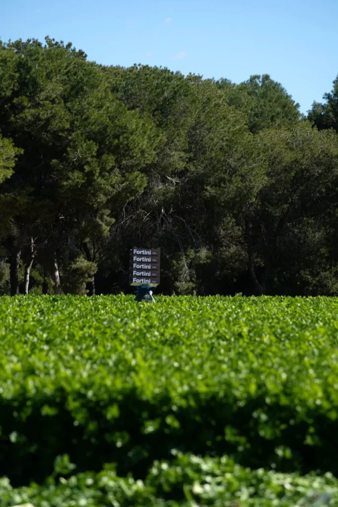 Campo-15B